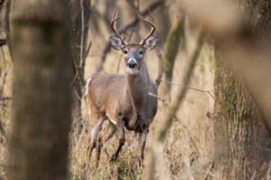hunting blinds pro tips