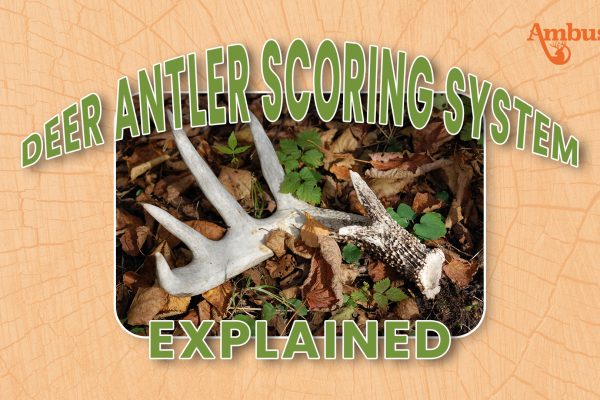 Antler Scoring System Explained