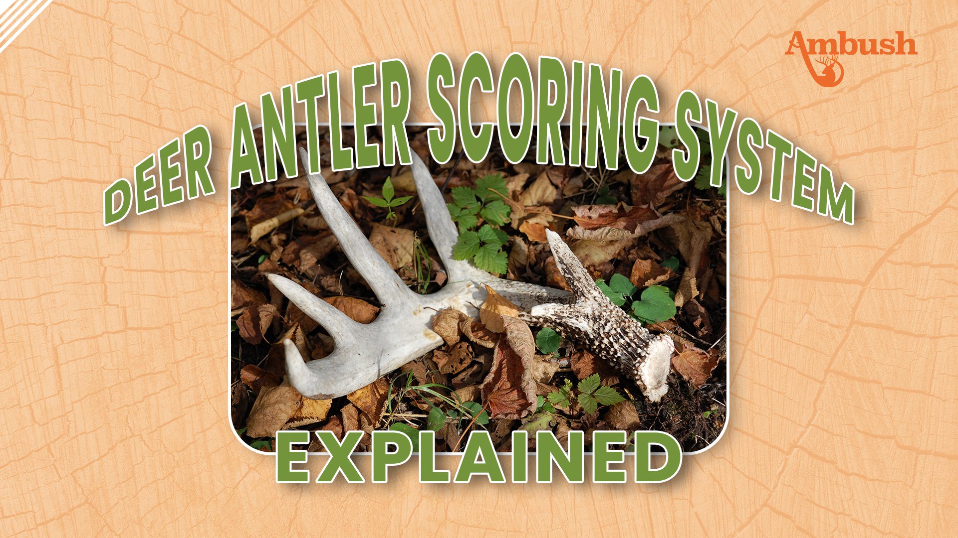 How to Score Deer Antlers (with Pictures) - wikiHow