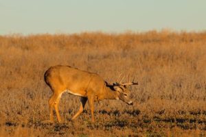 Tracking Deer Before and After Snow