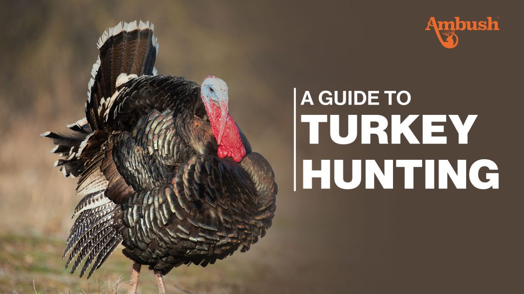 Guide to Turkey Hunting