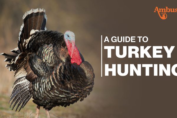 Guide to Turkey Hunting