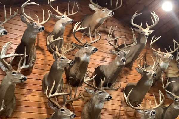 wall full of shoulder mounted deer