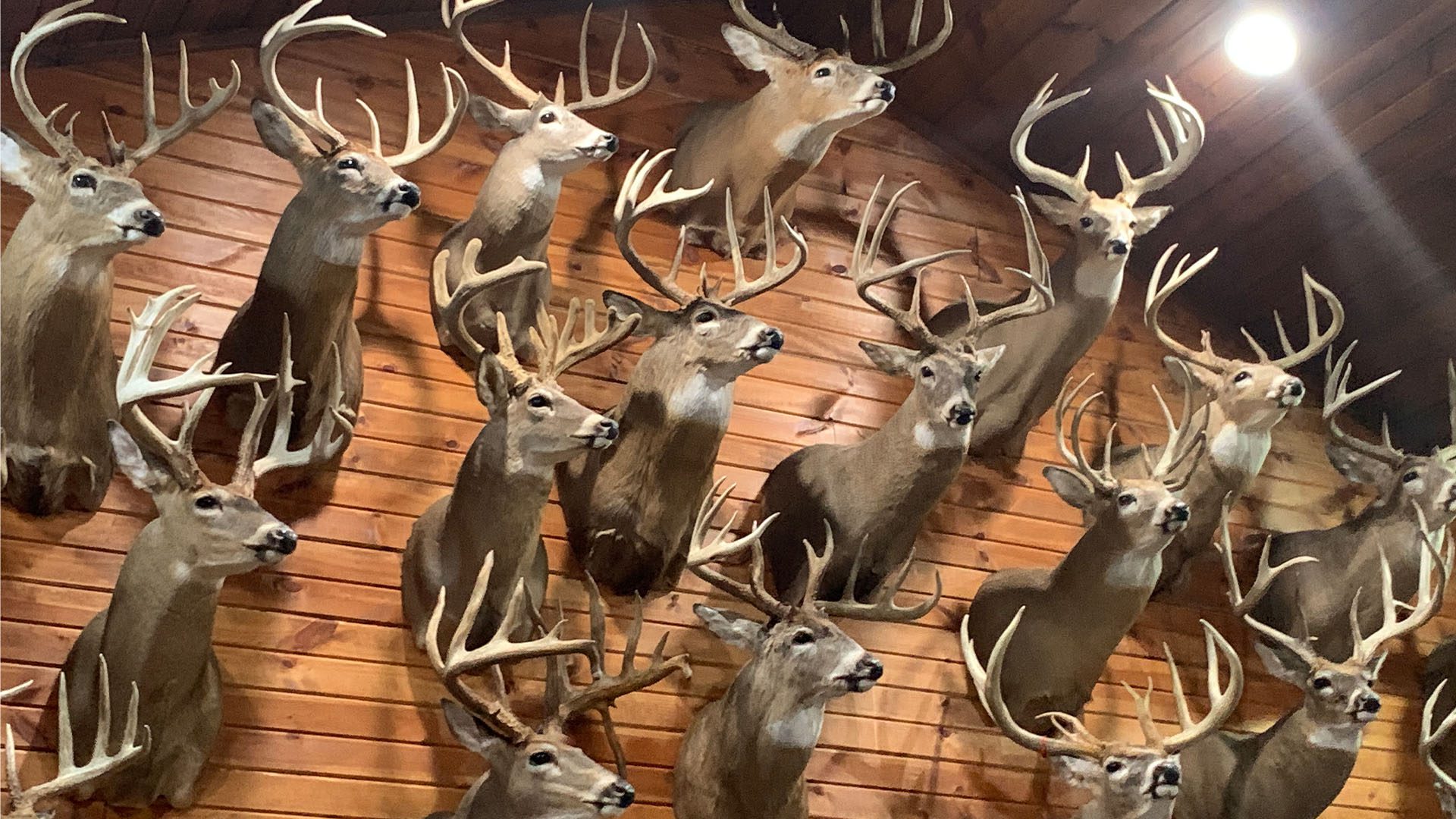 https://ambushhuntingblinds.com/wp-content/uploads/2021/12/Ways-to-mount-a-deer-deer-wall.jpg