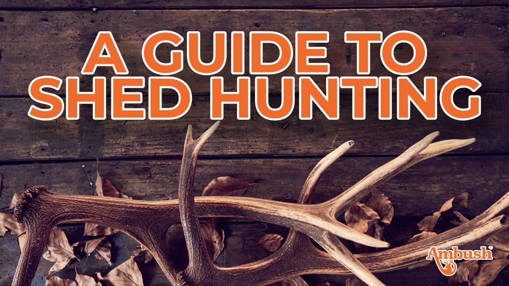 A Guide to Shed Hunting