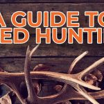 A Guide to Shed Hunting