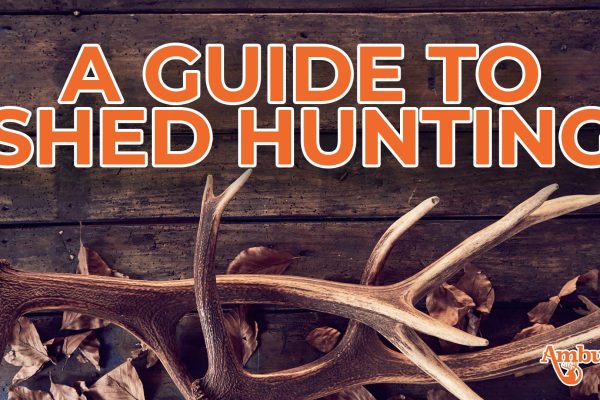 A Guide to Shed Hunting