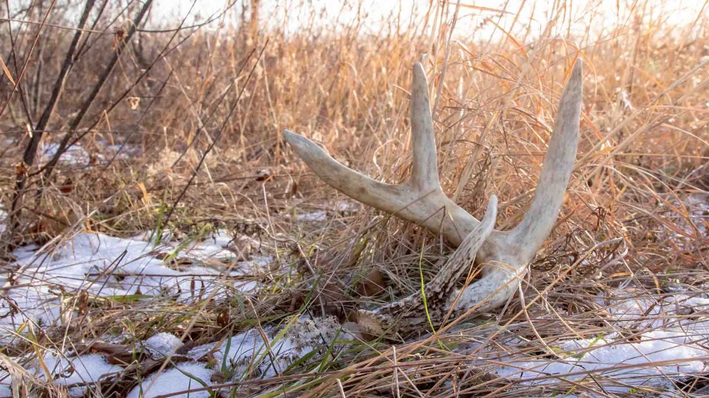 Whitetail shed in a field. Antler laying in the snow covered grass