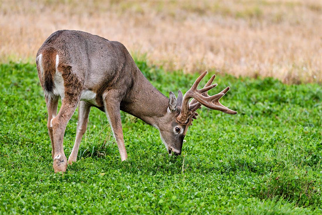Whitetail Deer eating at food plot
