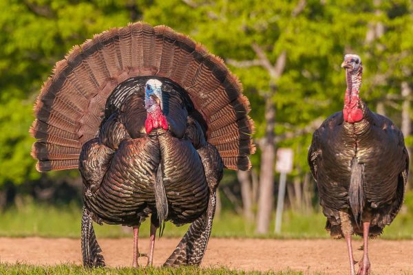 Turkeys fanning out