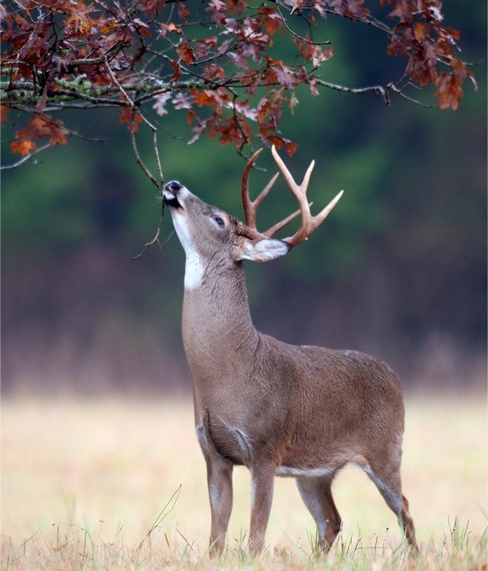 A buck nibbling on a tree. Bait is a great way to attract deer.