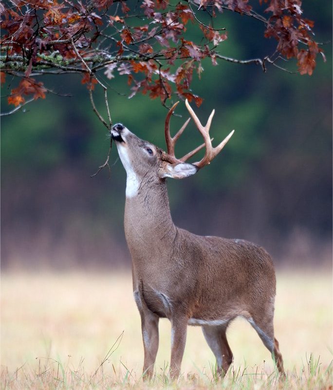 How to Attract Deer in November - Ambush Hunting Blinds