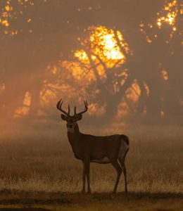 Tracking Deer Before and After Snow