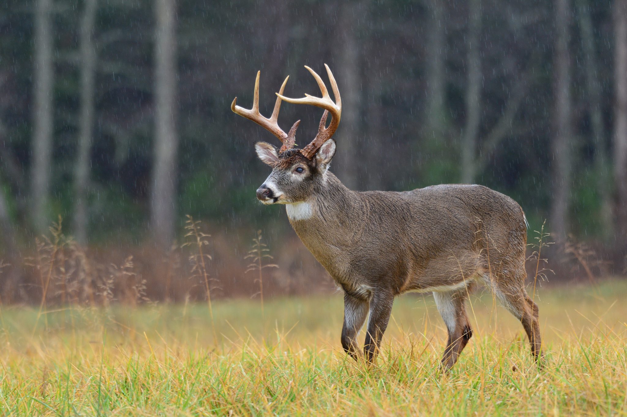 10 Deer Hunting Myths Debunked!
