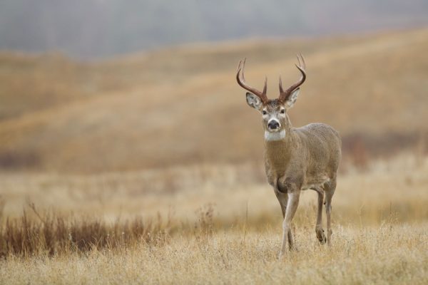 A whitetail buck, an important part of North American wildlife conservation