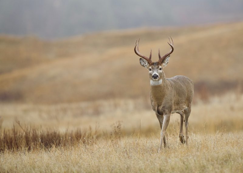A whitetail buck, an important part of North American wildlife conservation