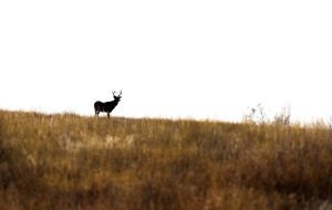 buck in field