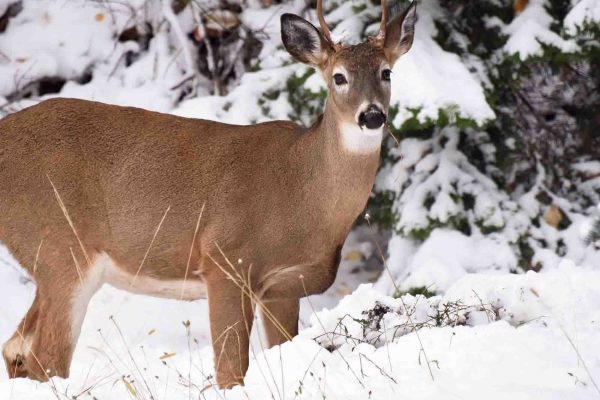 A deer standing in snow
