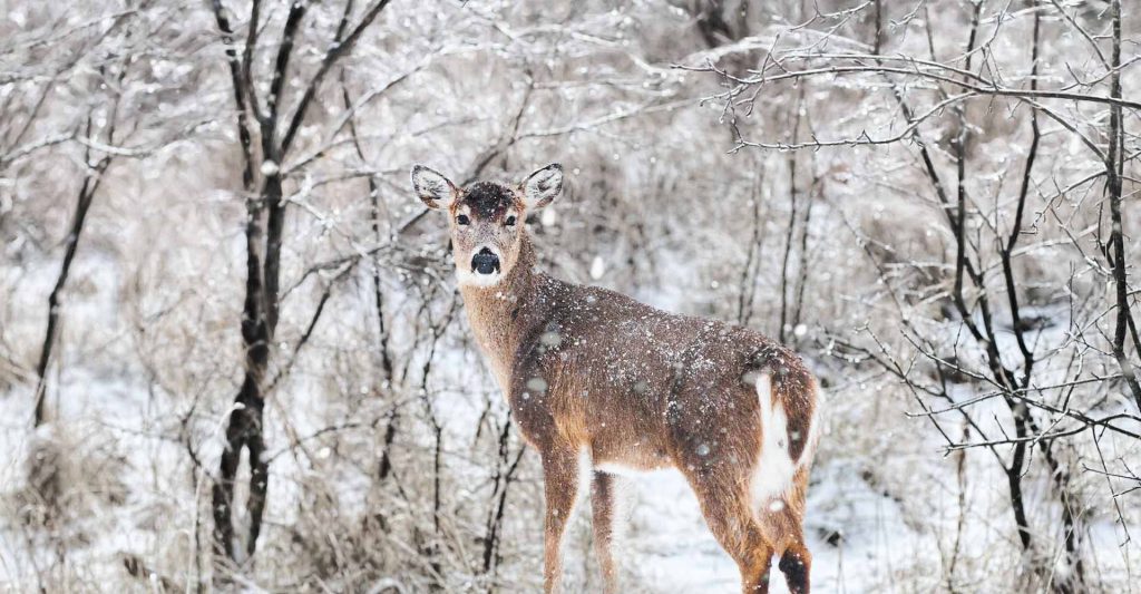 Young deer in winter landscape with falling snow Vector Image