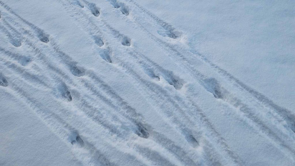 deer footprints in snow