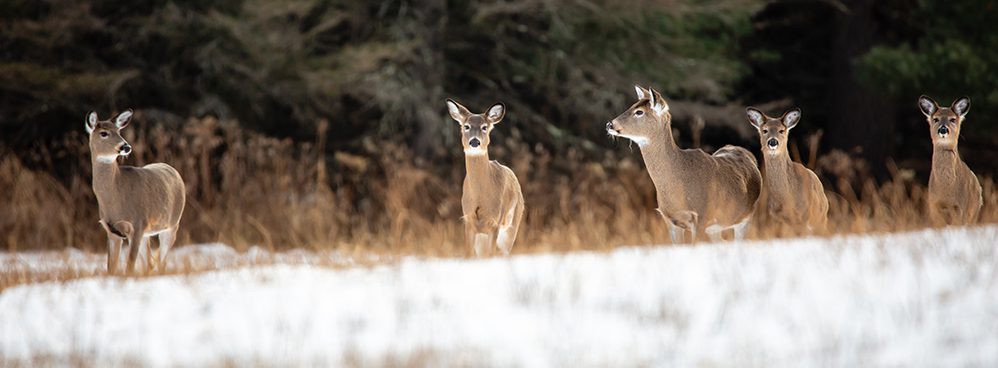 Whitetail deer in snowy field